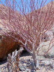 Bursera microphylla