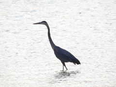 Ardea herodias