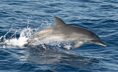 Stenella frontalis