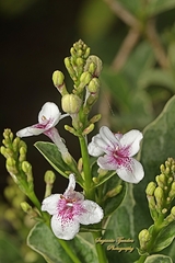 Pseuderanthemum maculatum