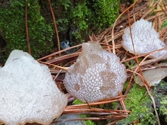 Pseudohydnum orbiculare