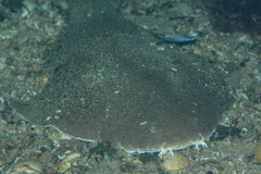 Squatina australis