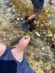 Ischnochiton comptus