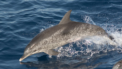 Stenella frontalis