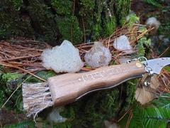 Pseudohydnum orbiculare