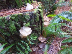 Pseudohydnum orbiculare