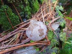 Pseudohydnum orbiculare