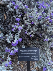 Leucophyllum candidum