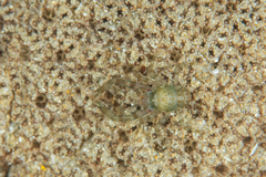 Galatheidae
