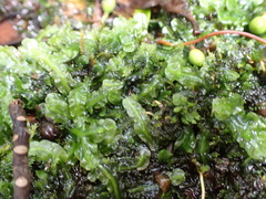 Pallavicinia