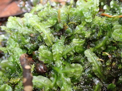 Pallavicinia