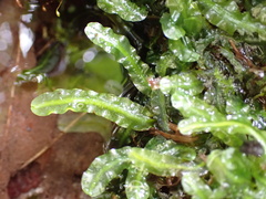 Pallavicinia