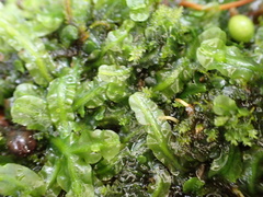 Pallavicinia