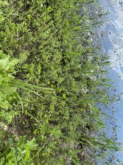 Proserpinaca palustris crebra