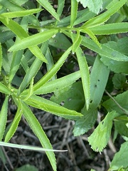 Proserpinaca palustris crebra