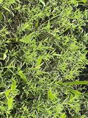 Proserpinaca palustris crebra