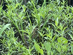 Proserpinaca palustris crebra