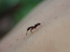 Hypoponera opaciceps