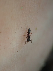 Hypoponera opaciceps