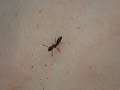 Hypoponera opaciceps