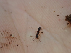 Hypoponera opaciceps