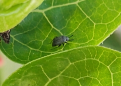 Heteroptera