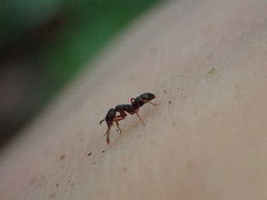 Hypoponera opaciceps