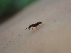 Hypoponera opaciceps