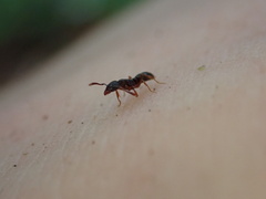 Hypoponera opaciceps