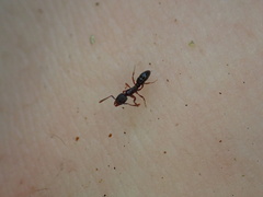 Hypoponera opaciceps