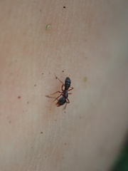 Hypoponera opaciceps