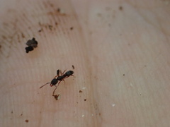 Hypoponera opaciceps