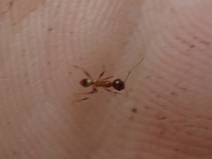Pheidole morrisii