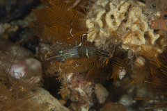 Rhynchocinetes australis