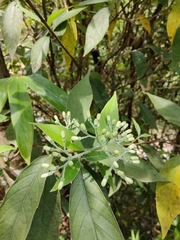 Tarenna mollissima