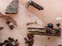 Pheidole morrisii