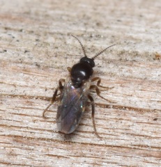 Forcipomyiinae