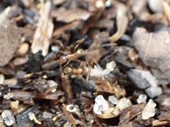 Pheidole morrisii