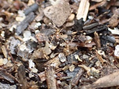 Pheidole morrisii