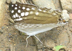 Marpesia merops
