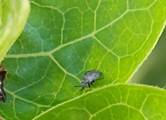 Heteroptera