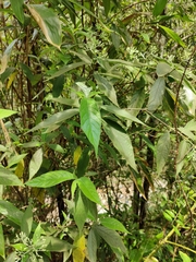 Tarenna mollissima