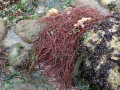 Gracilariaceae