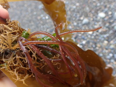 Gracilariaceae