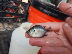 Centrarchus macropterus