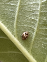 Psyllobora vigintimaculata