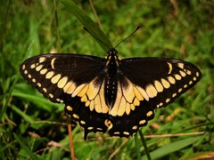 Papilio polyxenes americus