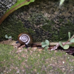 Aegopinella nitidula