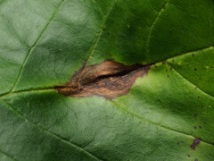 Puccinia sparganioidis