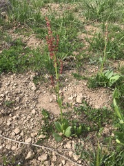Rumex paucifolius